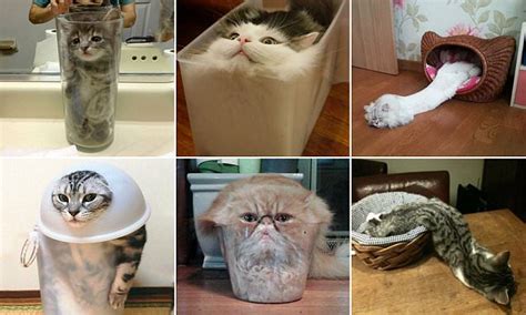 Cats stuck in jars: The funniest pictures of moggies online | Daily ...