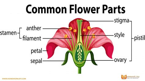 Flower | Parts of a flower, Diagram of a flower, Flower anatomy