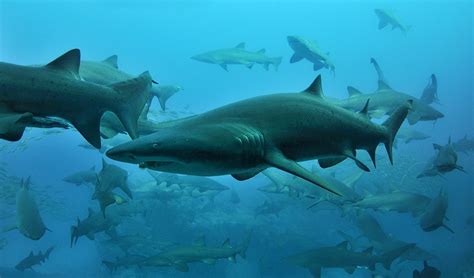 Protecting the grey nurse shark - Australian Geographic