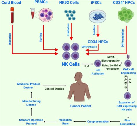 Frontiers | CAR-NK Cells: From Natural Basis to Design for Kill