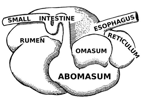 Difference Between Alimentary Canal of Herbivores and Carnivores ...