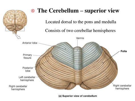 PPT - The Brain PowerPoint Presentation, free download - ID:1103111