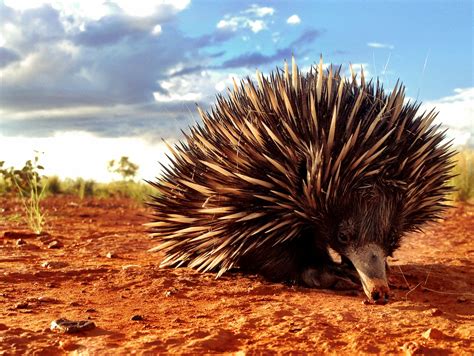 Animals In Australian Desert