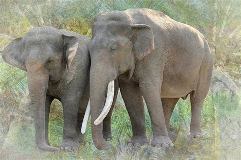 Twin Elephants Photograph by Rudy Umans