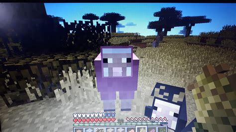 I just found a pink sheep! : r/Minecraft