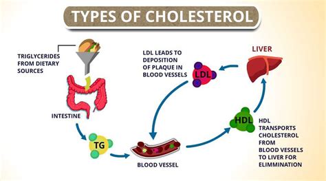 Types of Cholesterol: HDL, LDL and Triglycerides | CircleCare