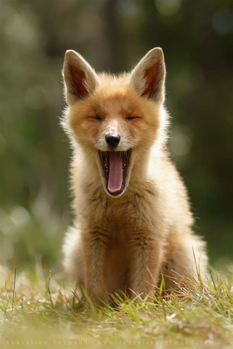 Heartwarming Photos of Adorable Baby Foxes