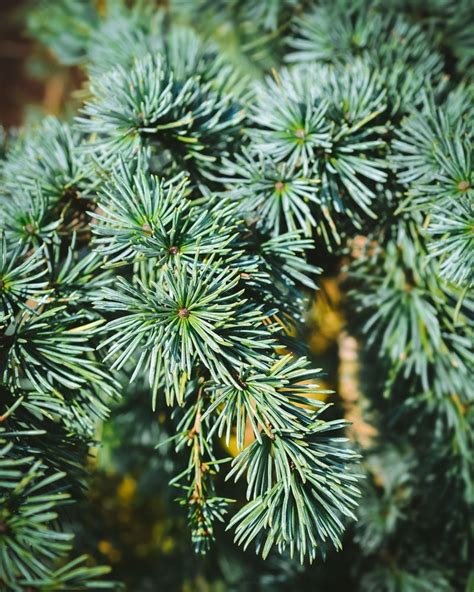 How to Identify Conifer Trees: Pine, Fir, Spruce, Juniper & More