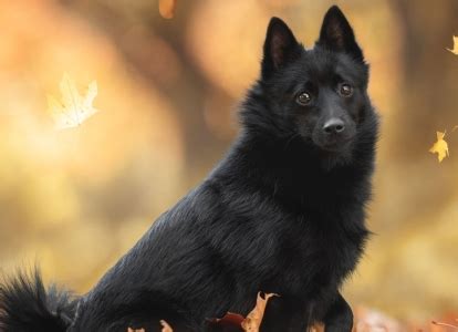 Schipperke Breed Guide