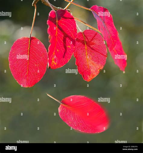 Pear tree leaves hi-res stock photography and images - Alamy