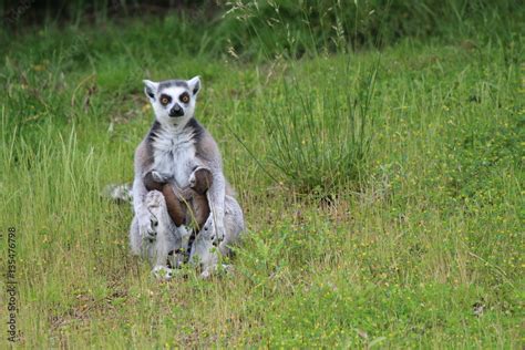 Lemur monkey with baby Stock Photo | Adobe Stock