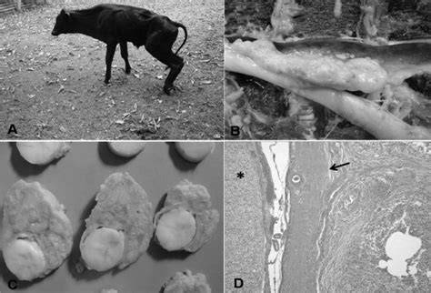 Bovine. Spinal cord compression. (A) Paresis of hind limbs and dragging ...