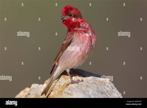 Male Common Rosefinch in breeding habitat Stock Photo - Alamy