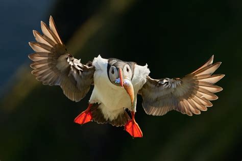 How to Photograph Birds in Flight with Sharp Results