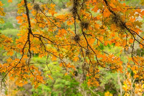 Texas Bigtooth Maple Tree | Pictures and Prints