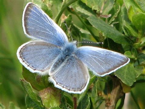 Mission Blue Butterfly Male | The dorsal surface of the adul… | Flickr