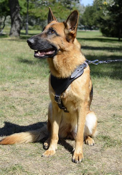 Best Dog Harness for German Shepherd [H8###1052 Leather Harness] - £48. ...