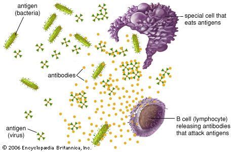 Antigen | Definition, Function, Types, & Facts | Britannica