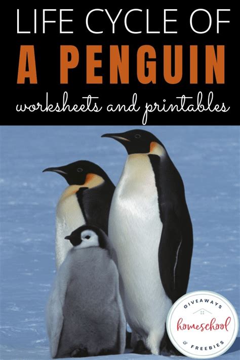 Life Cycle of a Penguin Worksheets and Printables