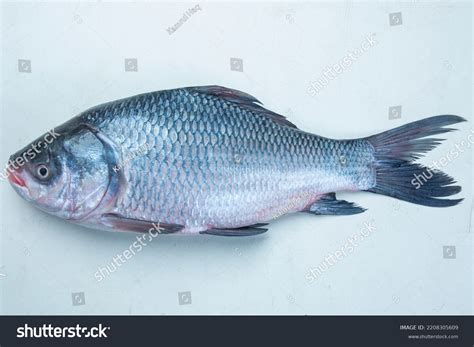 Catla Katla Fish Bangladesh Fresh Water Stock Photo 2208305609 ...