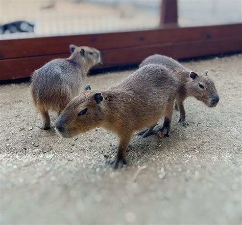 Hang Out With Capybara Babies at the Snake Farm!