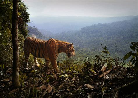 Deforestation Increases Threat of Extinction for Critically Endangered ...