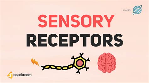 Sensory Receptors - Introduction