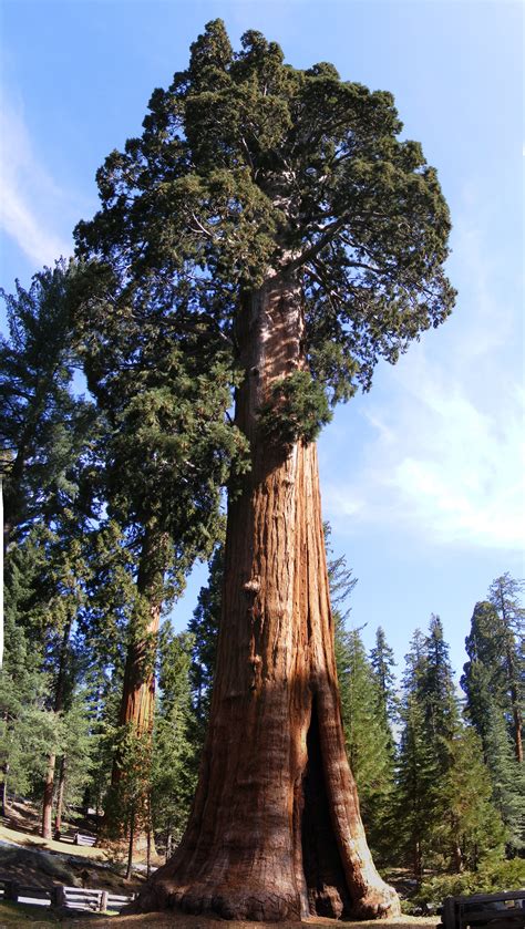 Redwoods and Sequoias