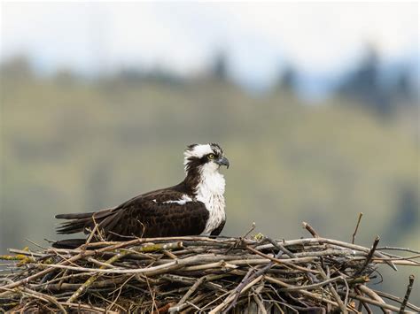 Osprey Nesting (All You Need To Know) | Birdfact