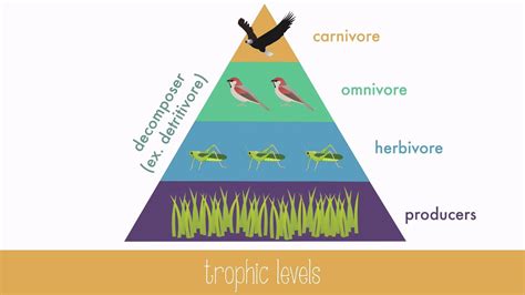 Energy Transfer in Trophic Levels - YouTube