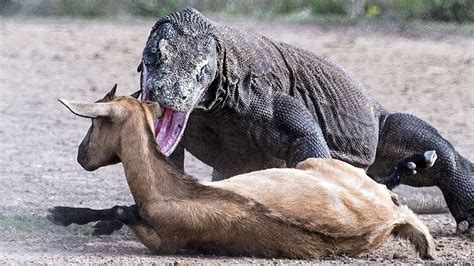 Komodo Dragon Eating Live chicken & deer | caught in the act - YouTube