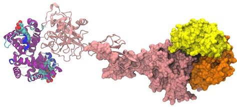 What is Haptoglobin Test - Pediaa.Com