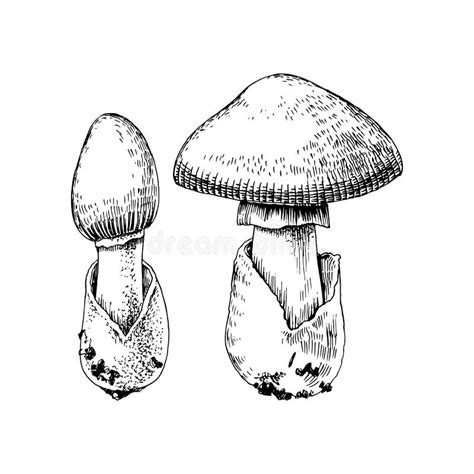 Amanita Caesarea Caesars Mushroom, Edible Mushroom In Genus Amanita ...