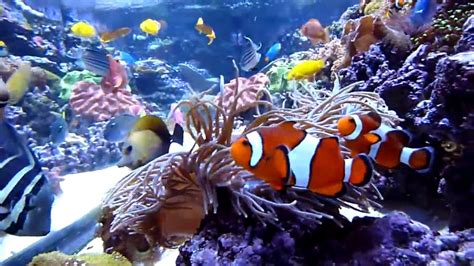 Jenis Ikan Hias Air Tawar Ini Cocok Dipelihara di Aquarium - Uprint.id