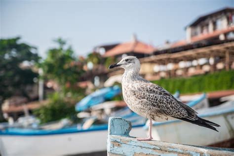 Premium Photo | Seagull sitting on the boat