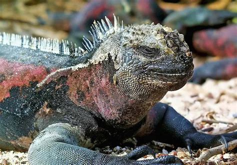 Galapagos Travel For Wildlife Viewing - Best Time to Visit - Travel Escapes