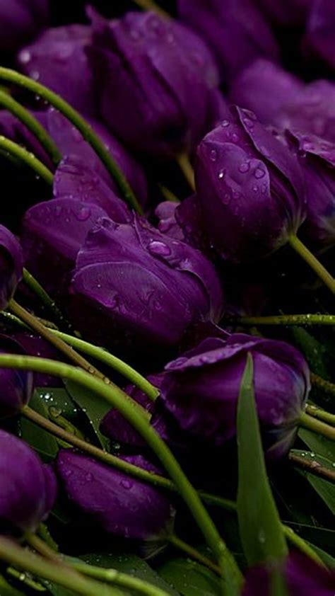 Purple Tulips, HD phone wallpaper | Peakpx