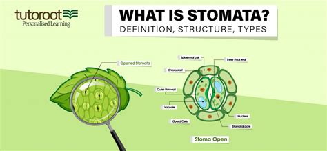 What is Stomata? - Definition, Structure, Types