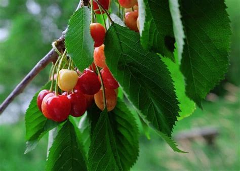 How To Grow Wild Cherry Trees From Seed - A Simple Recipe