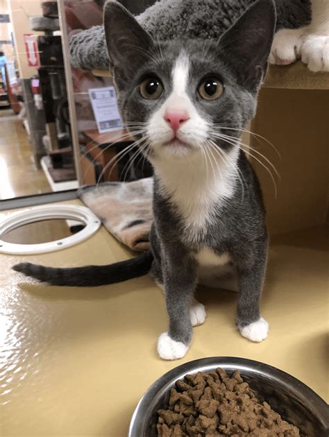 New kitten at the shelter where I volunteer. She looked at me and my ...