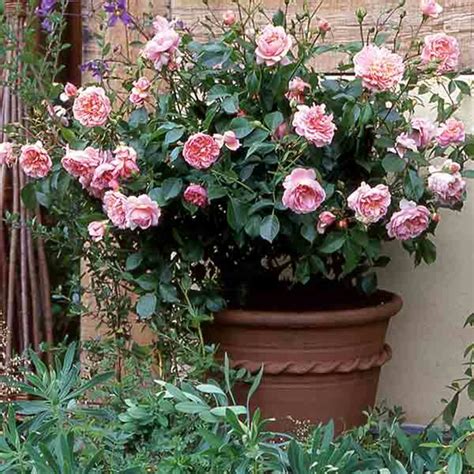 Rose-bushes-care