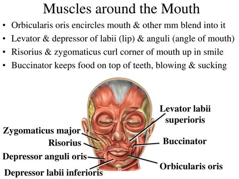 PPT - Chapter 11 The Muscular System PowerPoint Presentation, free ...