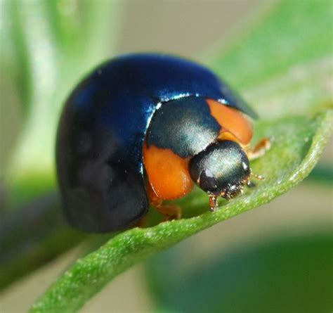 Metallic Blue Ladybug (Curinus coeruleus) - photo by Matt Edmonds, via ...