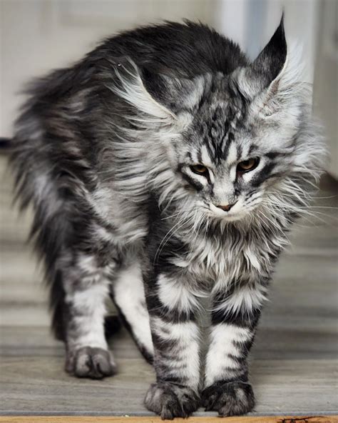 registered maine coon kittens for sale - Maine Coon Kittens for Sale