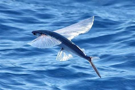 Knowing Flying Fish Habitat - Fish Farming | Saltwater Fish ...