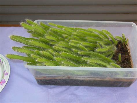 Grow dragon fruit cactus from seeds | Dragon fruit plant, Dragon fruit ...