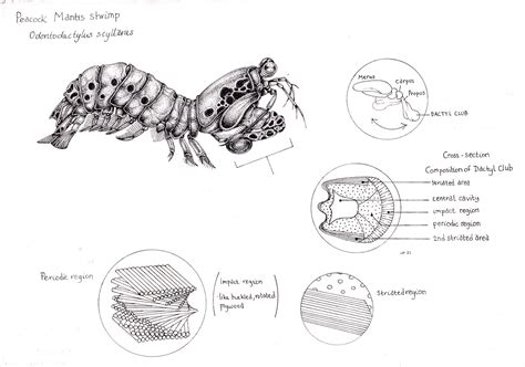 mantis shrimp for sale uk - Thanh Killian