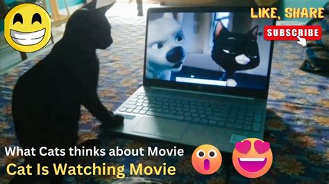 cat watching movie | cat funny video | funny cat video - YouTube