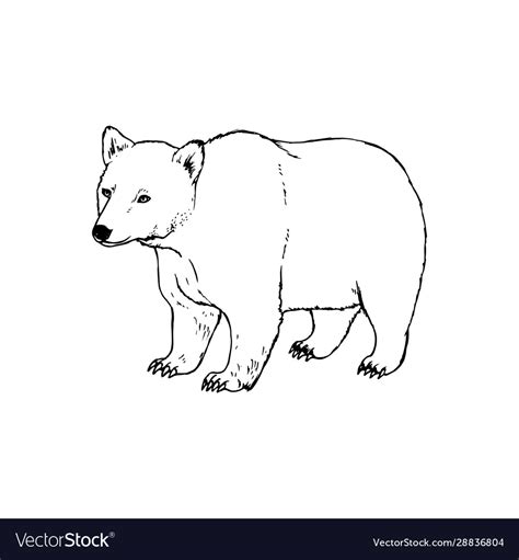 Hand drawn bear black white sketch Royalty Free Vector Image