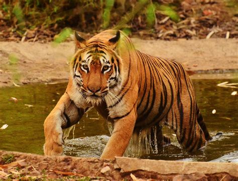 Sunderbans National Park Wallpapers - Wallpaper Cave